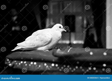 Homing White Pigeon Seats on the Cage Stock Photo - Image of dove, bird: 83820364