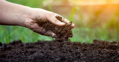 Consejos útiles para favorecer la salud de tu suelo agrícola Blog Aepla