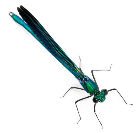 Premium Photo Male Banded Demoiselle Calopteryx Splendens Is A