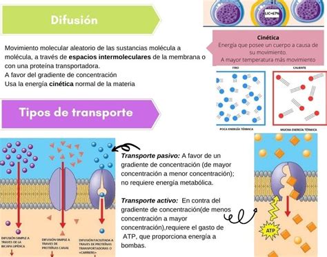 Transporte A Trav S De Membrana