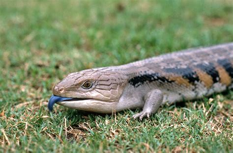 Lizard | San Diego Zoo Animals & Plants