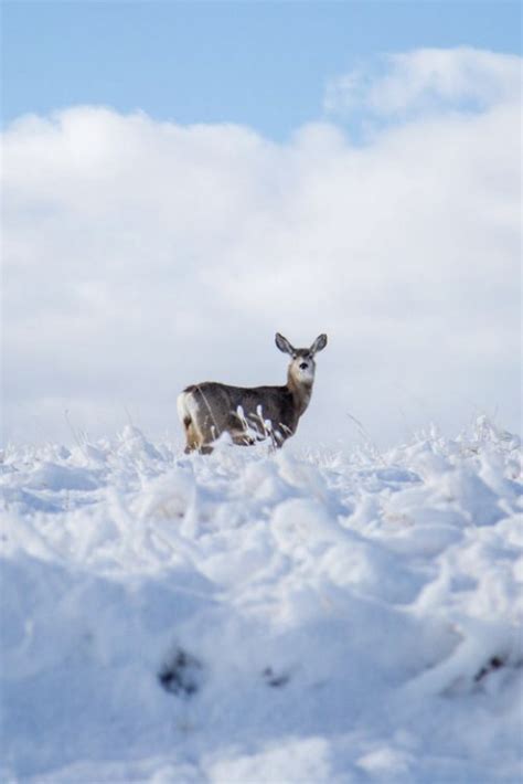 Winter Vacation in Montana - Ranches at Belt Creek