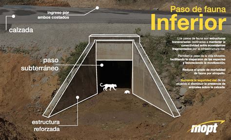 Pasos de fauna Archivos Periódico Enlace Periódico Enlace