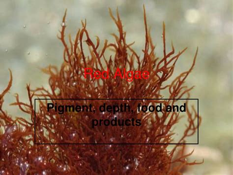 Ppt Red Algae Powerpoint Presentation Free Download Id351766