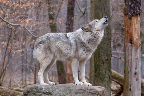 How Do Wolves Communicate North American Nature