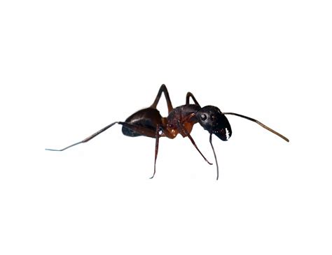 Ant Pest Control Benoni | Residential & Commercial Extermination