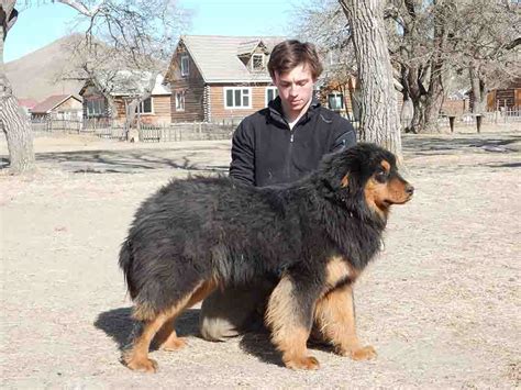 Meet Chad Mongolian Bankhar Dog Project