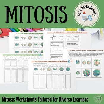 Mitosis Mastery Worksheet Set Hands On Cut Paste Explain Cell Division