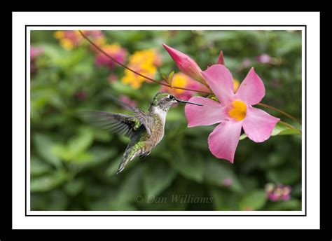 Dan Williams Bird Photography: Hummingbirds in the Garden