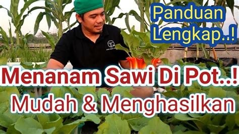 Panduan Lengkap Menanam Sawi Dalam Pot Yang Baik Dan Benar Mudah Dan