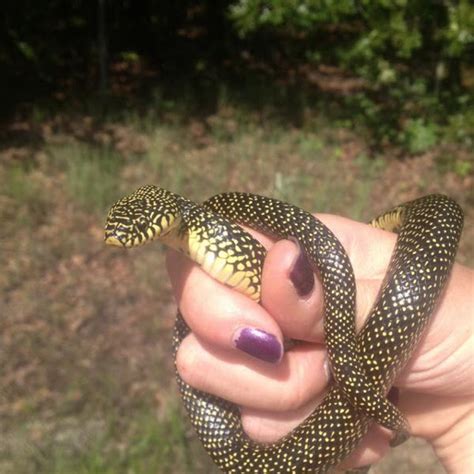 Speckled Kingsnake Project Noah