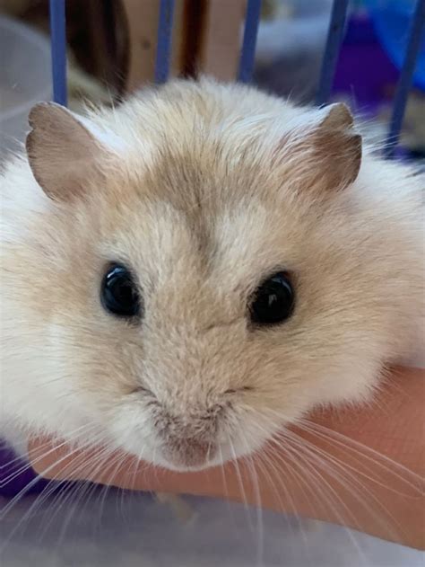 A Close Up Of A Person Holding A Hamster In Their Hand And Looking At