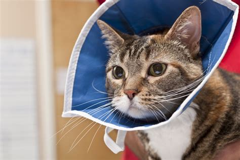 5 Alternative E-Collars for Cats After Surgery