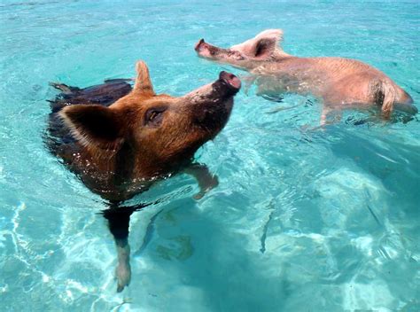 When Pigs Swim Unraveling The Mystery Of The Bahamas Pig Beach