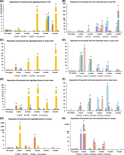 Gene Expression Of Sclerostin And Various Canonical And Noncanonical