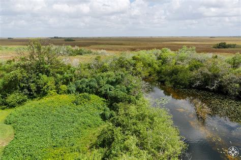 Shark Valley: Close Encounters with Wildlife in Everglades National Park (Florida) | Happier Place