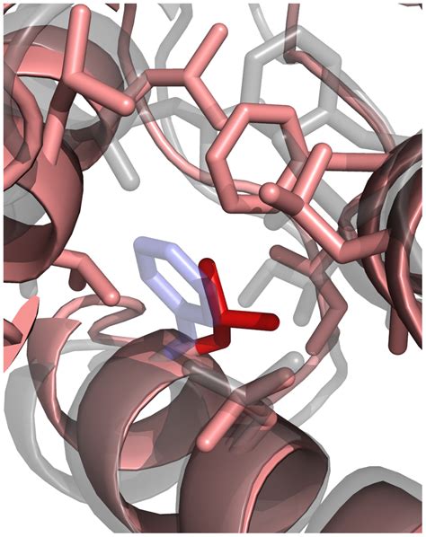 Effects Of A Single Amino Acid Mutation Shown Here Is A Download Scientific Diagram