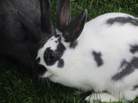 Close Up White And Gray Bunny Rabbits At Petting Zoo Stock Photo