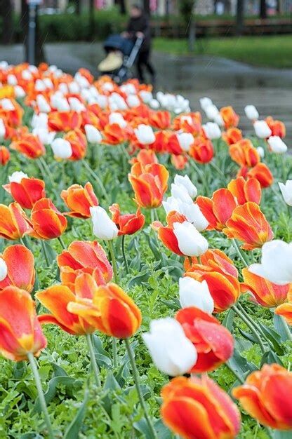 Premium Photo Colorful Tulips Blooming In Park