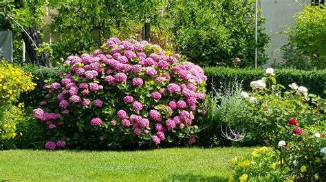 Hortensie Hortensien Hydrangeaceae Gartenzeitung