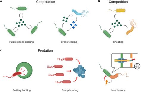 Social Interactions Among Microbes Microbes Frequently Interact With Download Scientific