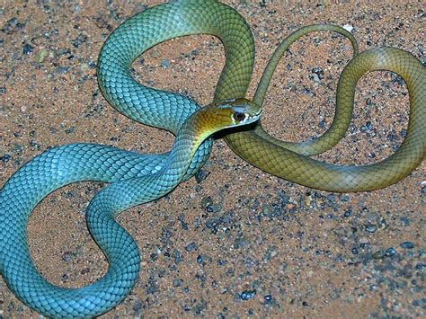 New Venomous Snake Species Identified In Outback Queensland And Other