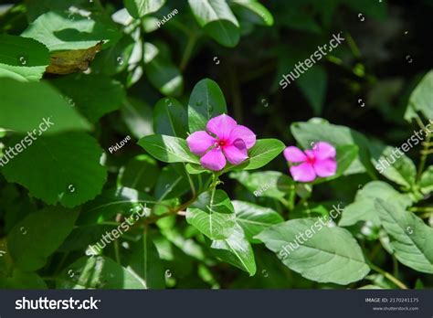 Close Beautiful Pink Catharanthus Roseus Known Stock Photo