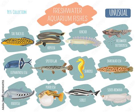 Unusual freshwater aquarium fish breeds icon set flat style isolated on ...