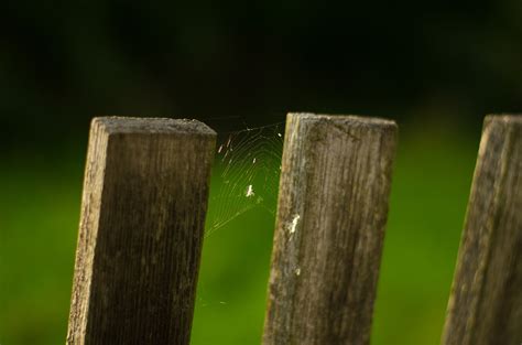 Free Images Tree Nature Grass Branch Light Fence Wood Lawn