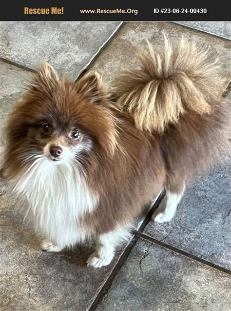 Adopt Pomeranian Rescue Hesperia Ca