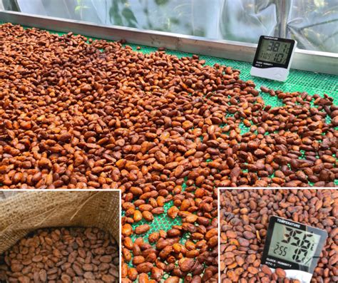 How To Ferment Cocoa Beans At Home Steps