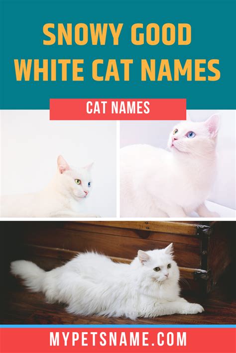 If your cat is a charming furr-ball of love, one of these good white ...