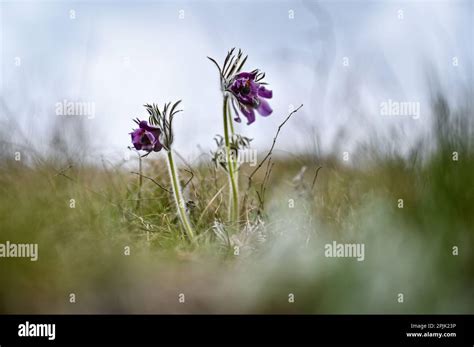 ZAPORIZHZHIA, UKRAINE - MARCH 31, 2023 - Wildflowers bloom at the ...