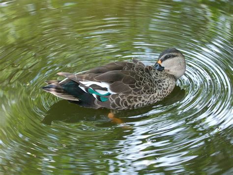 The Online Zoo - Indian Spot-billed Duck