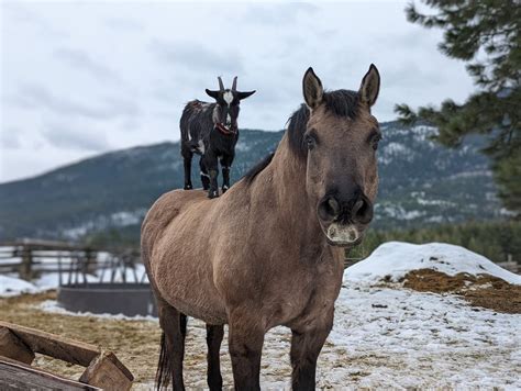 Goat Riding