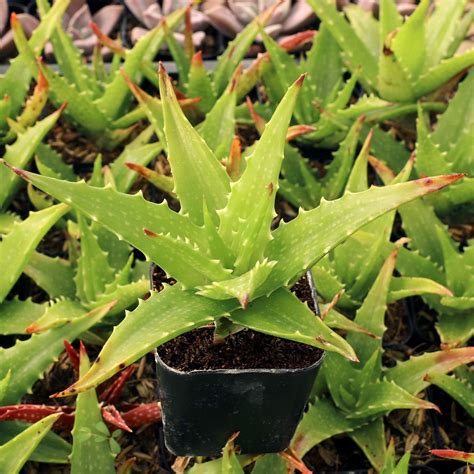 Aloe Dorotheae Sunset Aloe Mountain Crest Gardens®