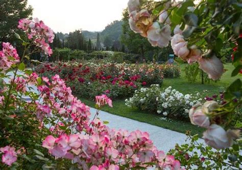 A Induno Olona Torna La Festa Delle Rose Con Un Fine Settimana Ricco Di