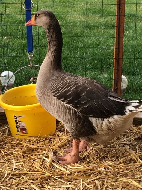 Geese Breed Focus Toulouse Backyard Chickens