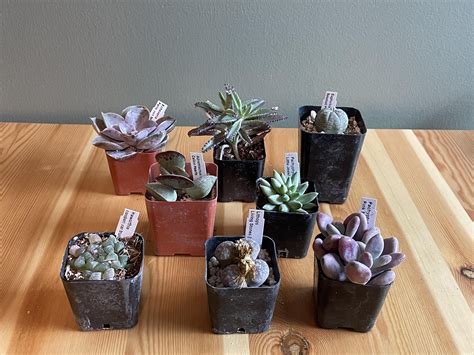 Husband Helped Me Upgrade My Shelf For My Birthday R Succulents