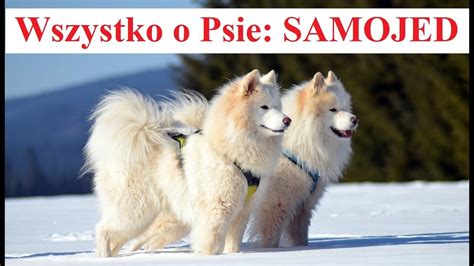 Wszystko O Psie SAMOJED YouTube