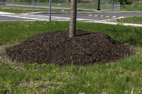 Mulch Volcanoes Know The Best Practices For Tree Mulching