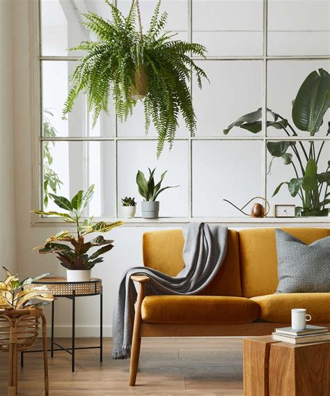 how to propagate prayer plant 8