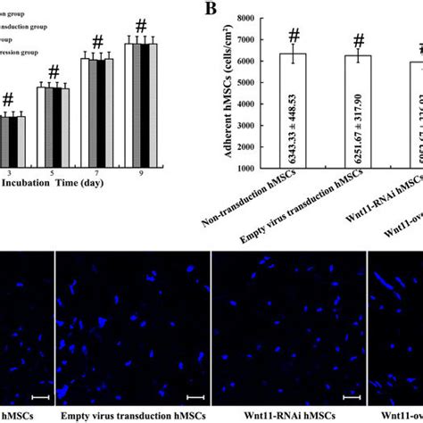 Proliferation And Adhesion Assay Of HMSCs On The Surface Of PHA FN ALG