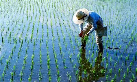 Japanese farmer tending to a rice | Photo - rawpixel