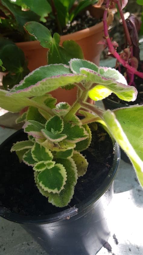 Plectranthus Coleoides