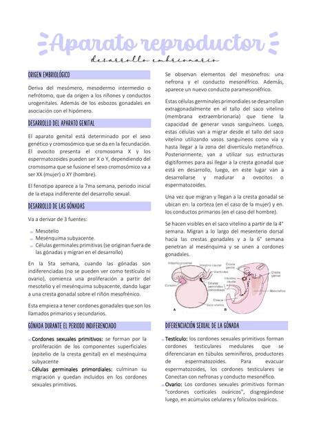 Desarrollo Embrionario Del Aparato Reproductor Morel Erika Alejandra