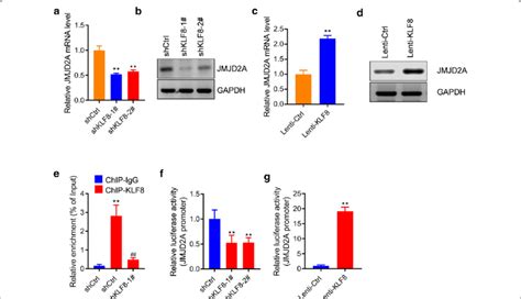 Klf8 Promotes The Expression Of Jmjd2a A B Klf8 Knockdown Reduces The