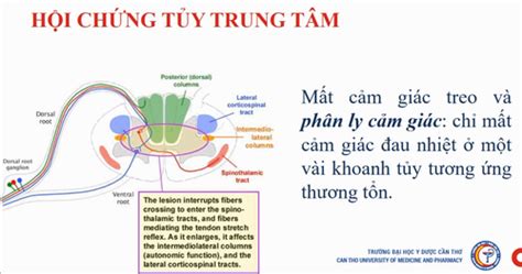 giai phau tuy song flashcards quizlet