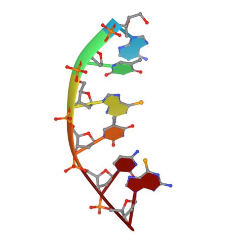 Rcsb Pdb R Y Selenium Derivatized Rna Dna Hybrid In Complex With