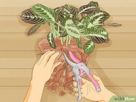 Ways To Propagate A Prayer Plant